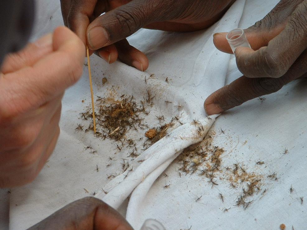 Mosquito Sorting (Bamako, 2005)