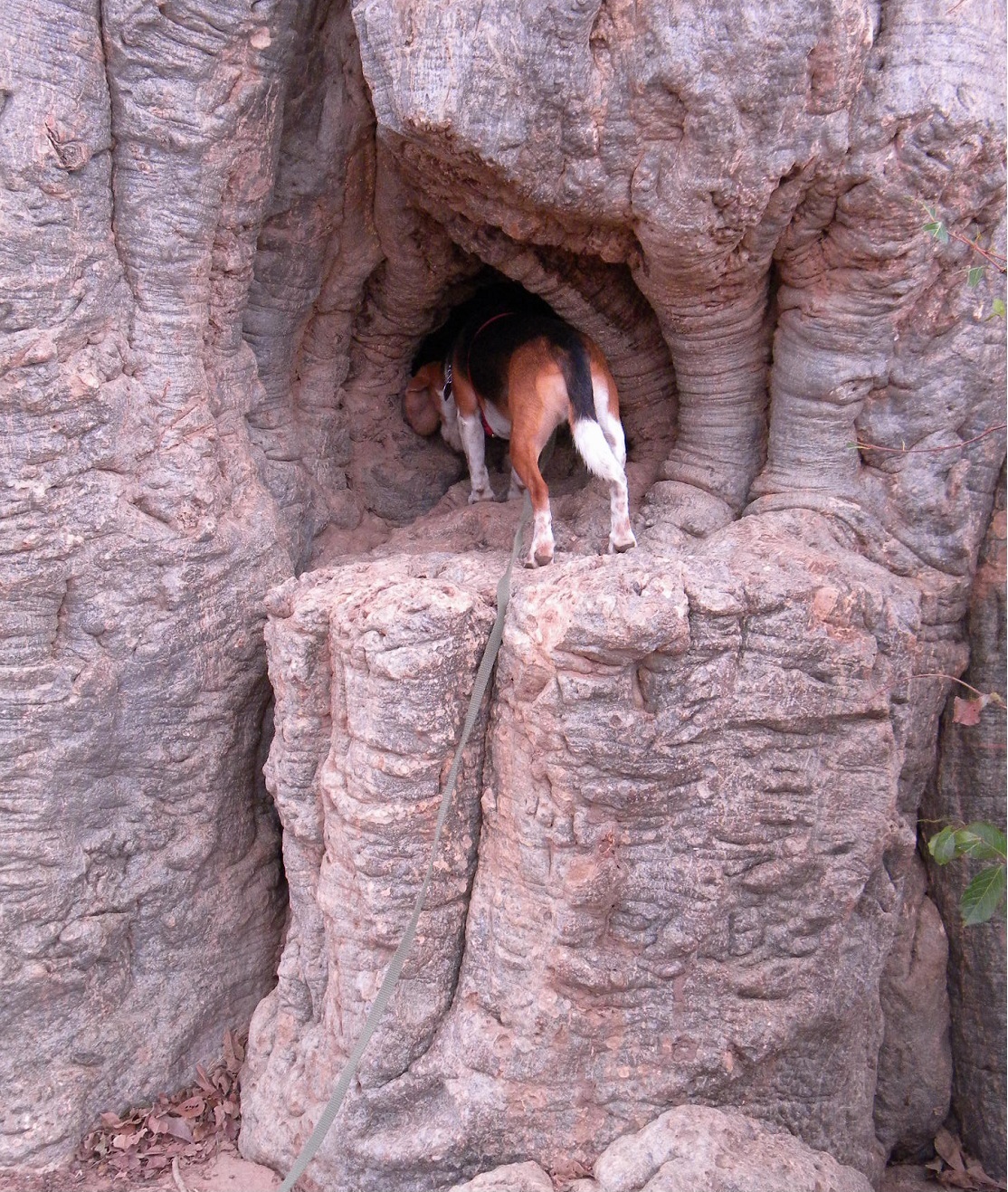 Muffin searches for scent-tagged mosquitoes in Baobab hole